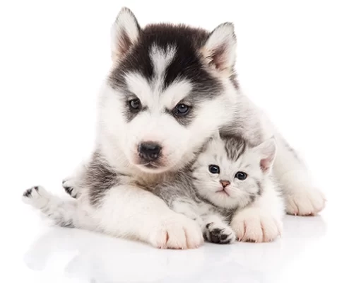 Puppy & Kitten
