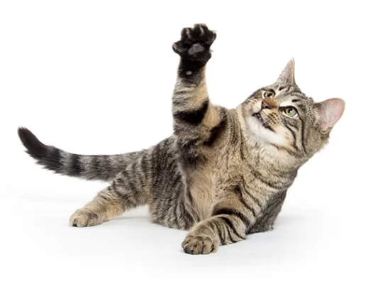 Tabby cat with Claws
